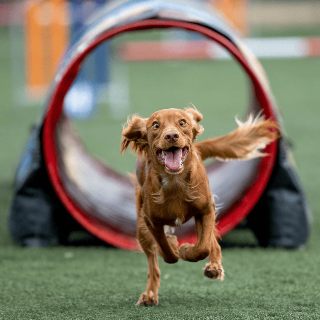 Bild eines sprintenden Hundes mit fliegenden Ohren bei einem Agility-Wettbewerb