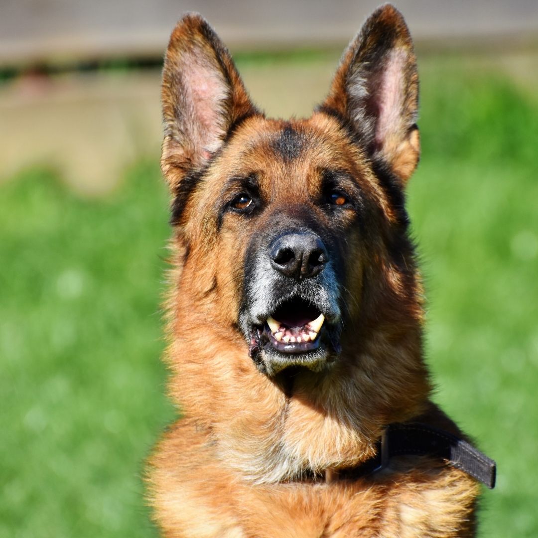 Profilbild: ein Schäferhund