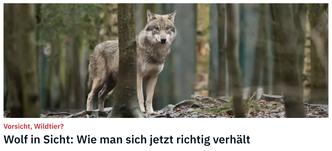 Screenshot ntv Schlagzeile: Wolf in Sicht: Wie man sich jetzt richtig verhält