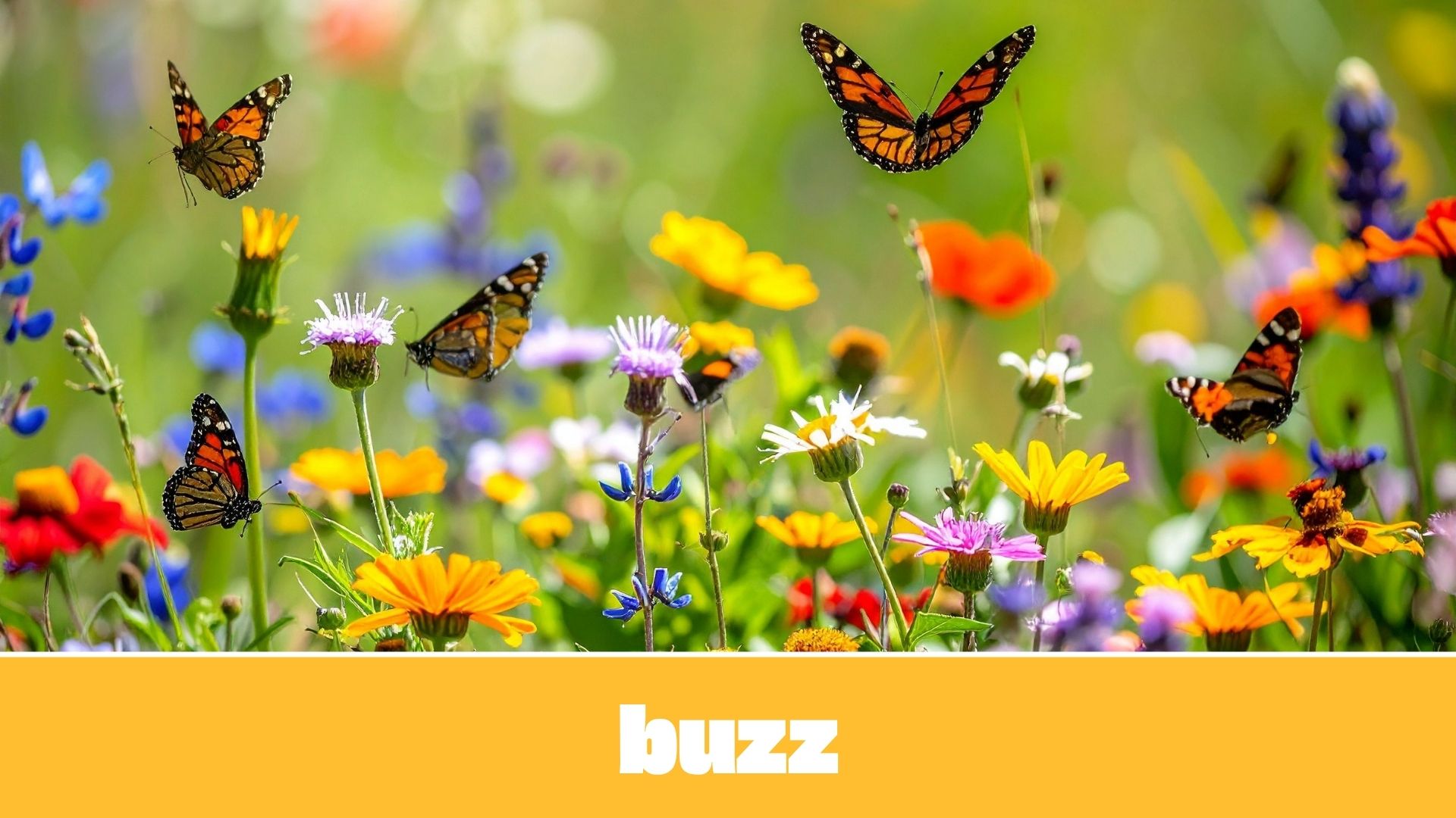 Buzz-Feed